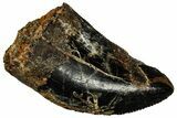 Serrated, Fossil Tyrannosaurus (Trex) Tooth - Wyoming #298463-1